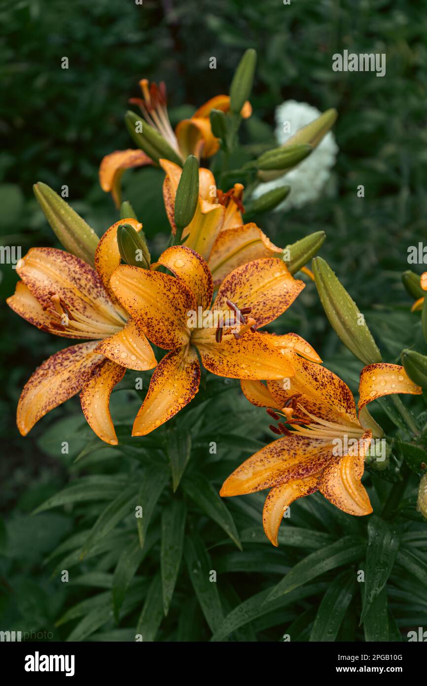 Lily flower with rain drops. Desktop wallpaper. raindrops. lily. Close-up of a lily flower with raindrops on the petals. Beauty in nature. Summer flow Stock Photo