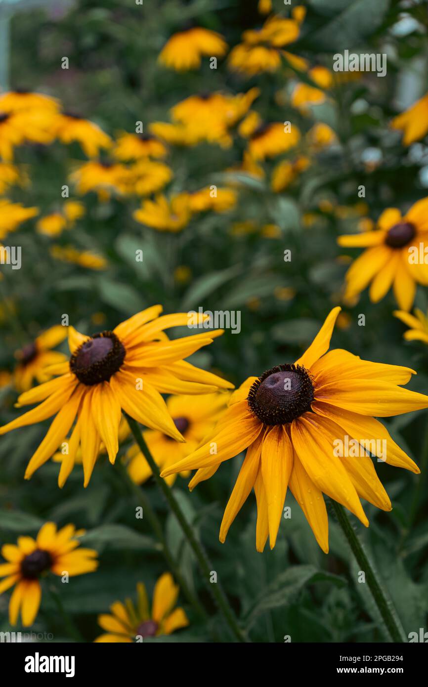 Rudbeckia plants, the Asteraceae yellow and brown flowers, common names