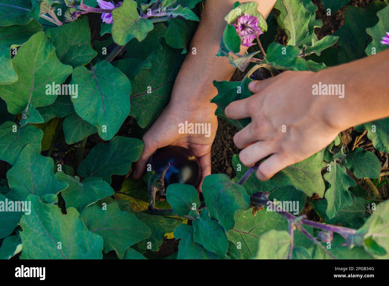 Bush full of eggplant fruits in the garden. Male hand harvests
