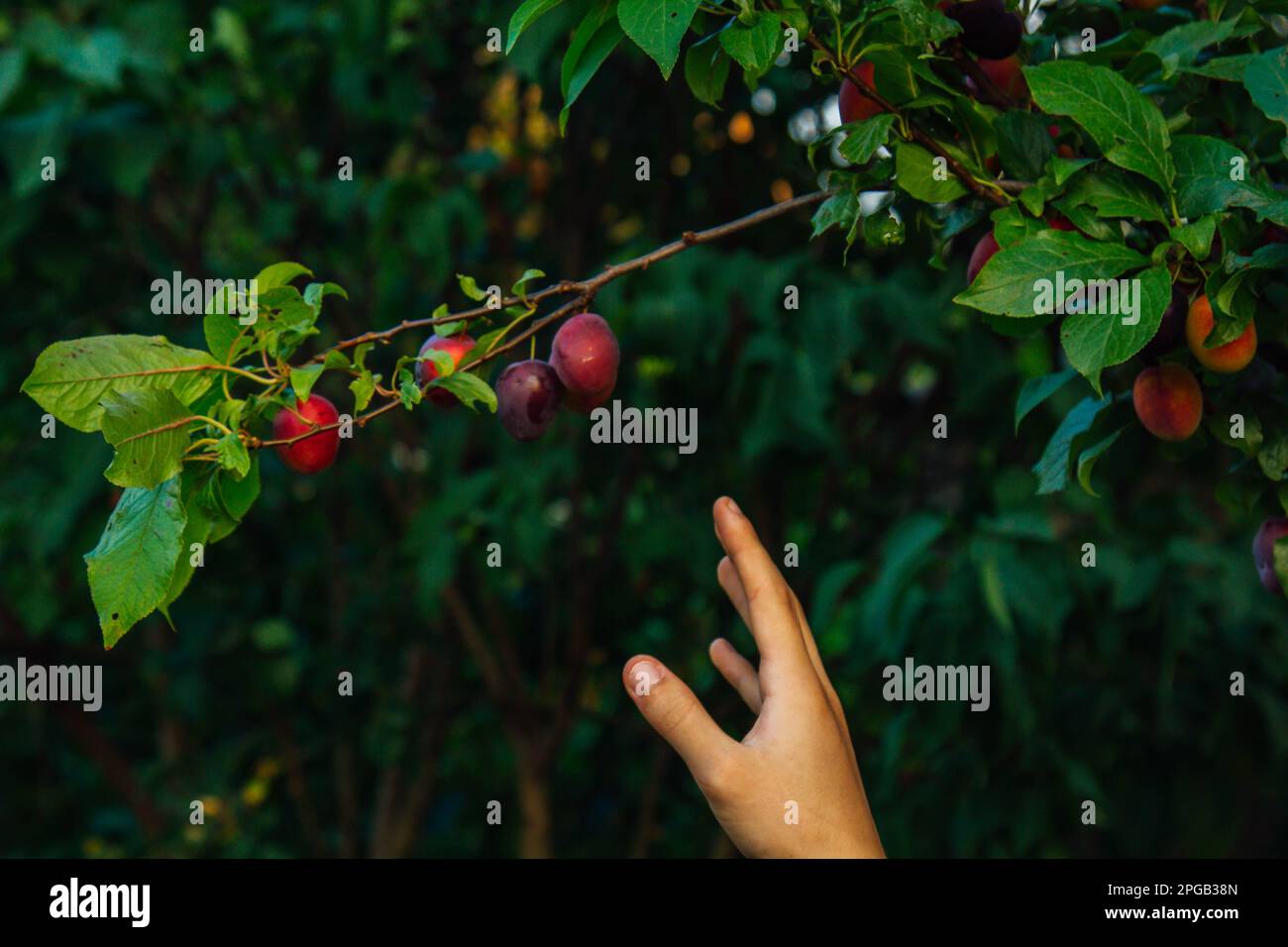 A tree full of blue plums in the garden. A man's hand collects blue plums in the garden. Plum