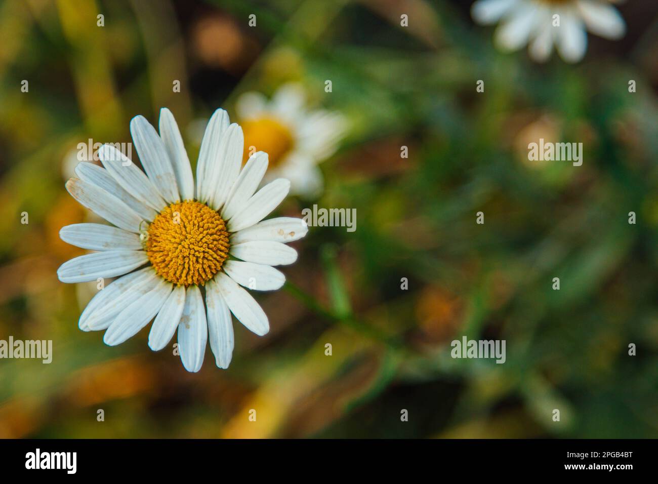 Green grass and chamomile in the meadow. Spring or summer nature scene ...