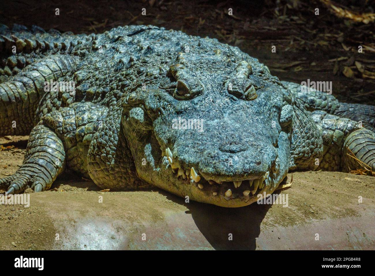 Smiling Alligator Stock Photo
