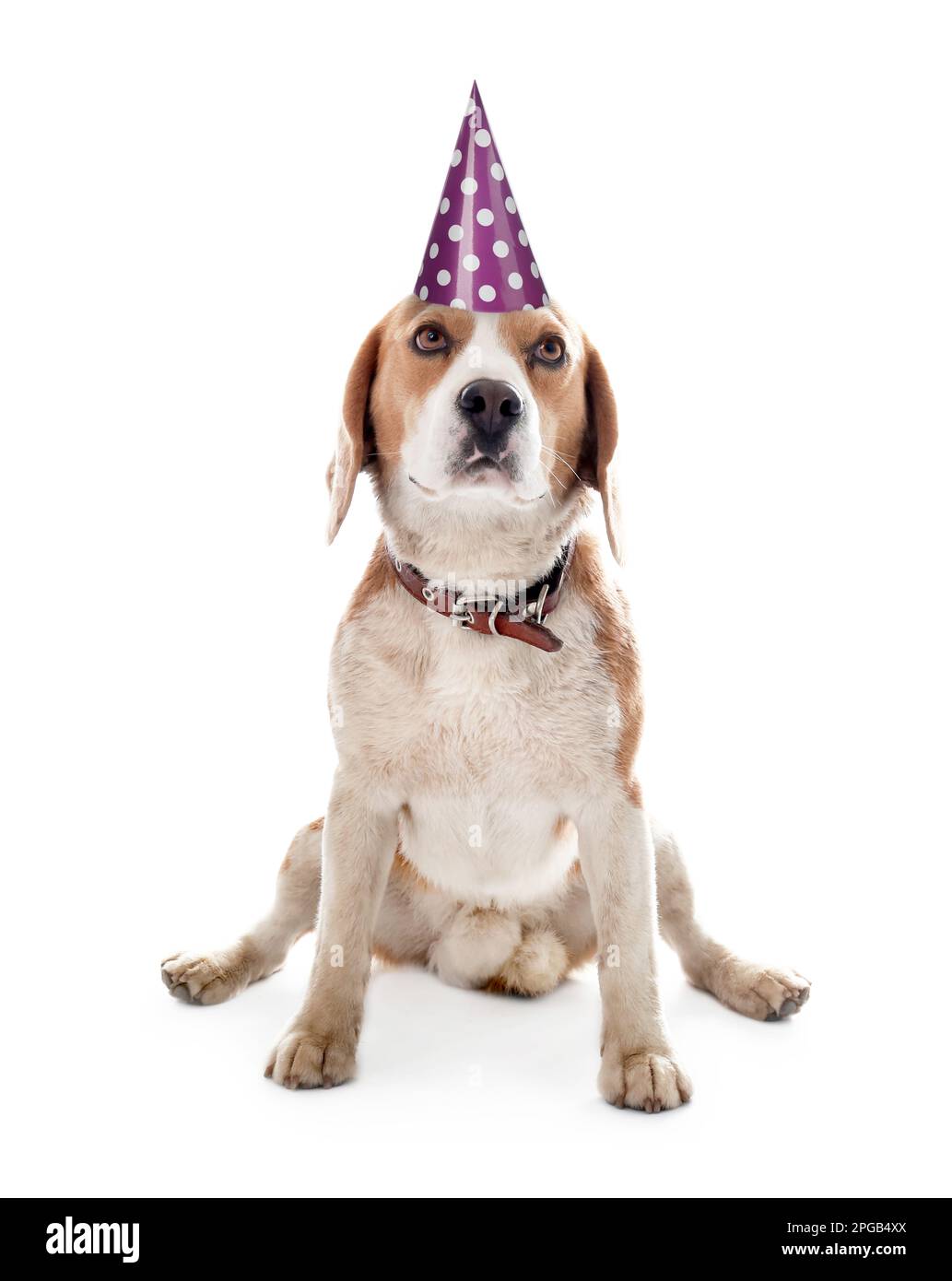 Cute dog with party hat on white background Stock Photo Alamy