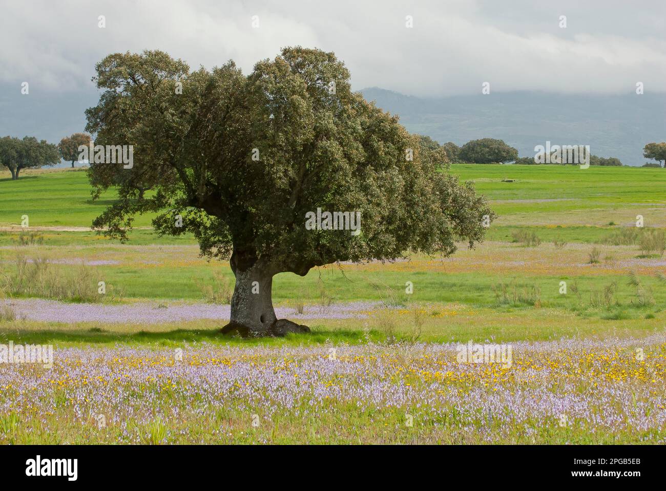 Holm oak (Quercus ilex) in the Dehesa, Extremadura, Spain Stock Photo