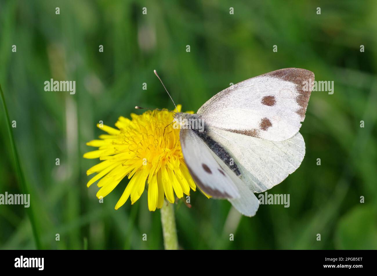 Cabbage butterfly (Pieris brassicae), female, butterfly, dandelion, flower, The large cabbage white butterfly sucks nectar from the flower of the Stock Photo