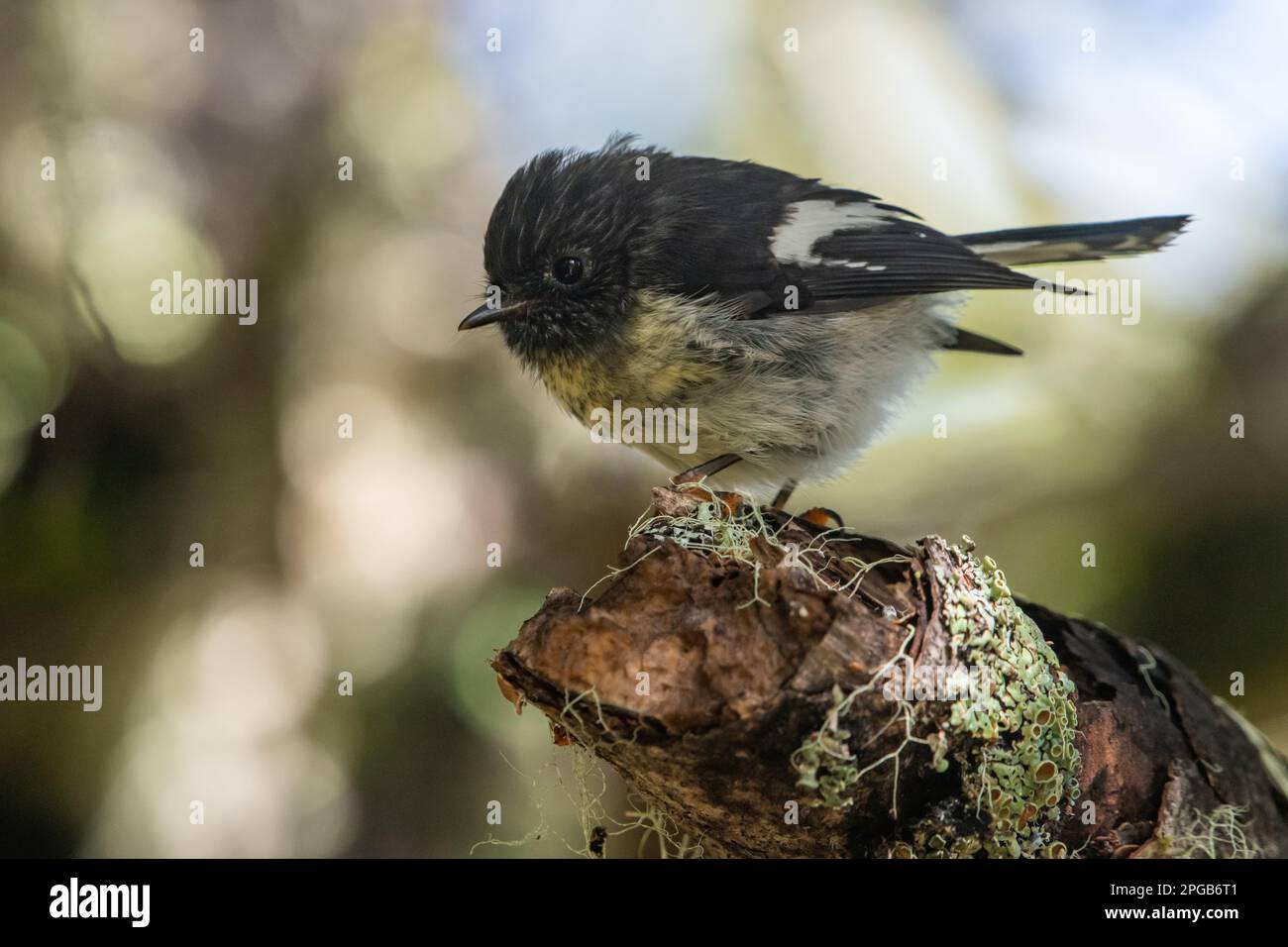 The South island subspecies of titmouse, Petroica macrocephala macrocephala, a bird endemic to New Zealand from Nelson Lakes national park. Stock Photo