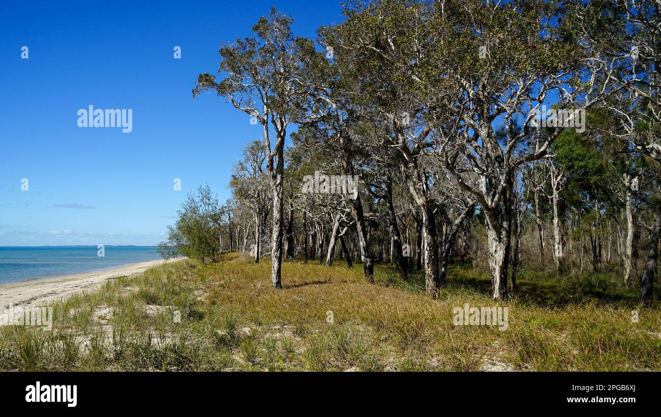 View of a paperbark (Melaleuca) forest growing beside a sandy beach