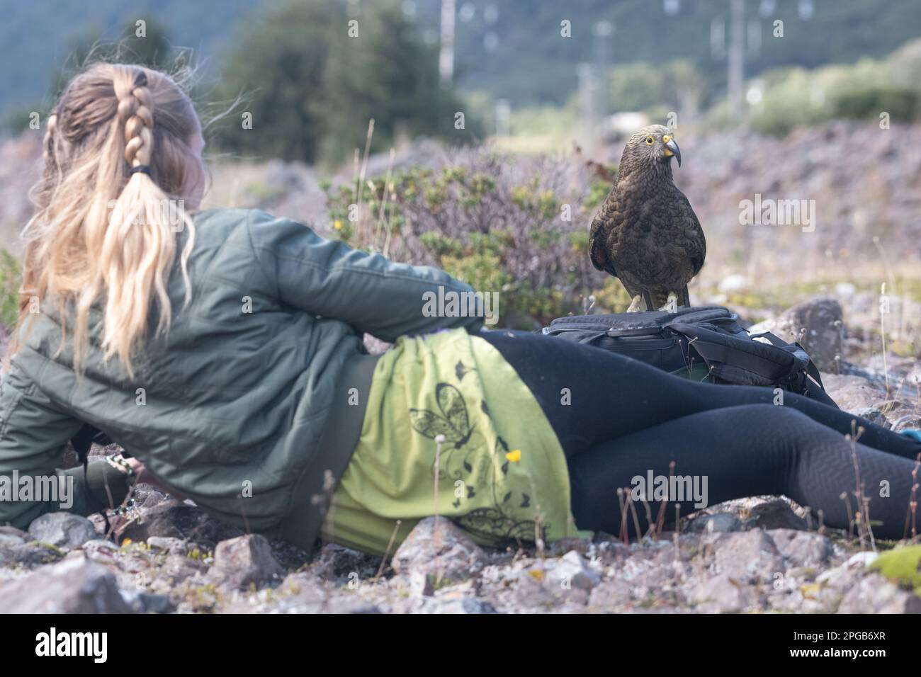 A woman watches as a kea (Nestor notabilis) closely approaches her in Arthur's Pass National Park in the South island of Aotearoa New Zealand. Stock Photo