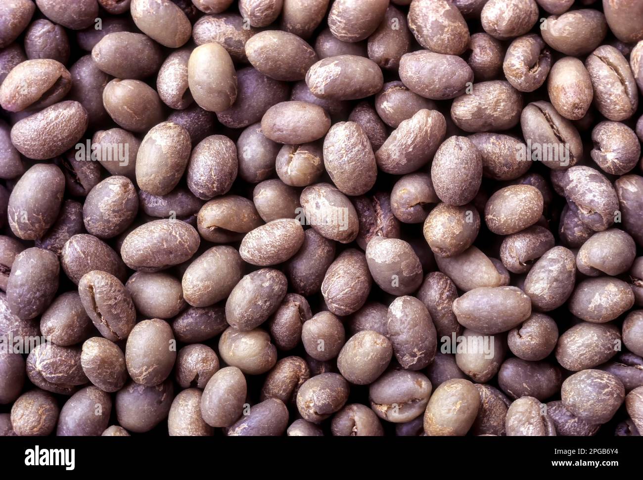 Arabian Coffee, Coffee Arabica, India, fruit Coffee beans raw unroasted