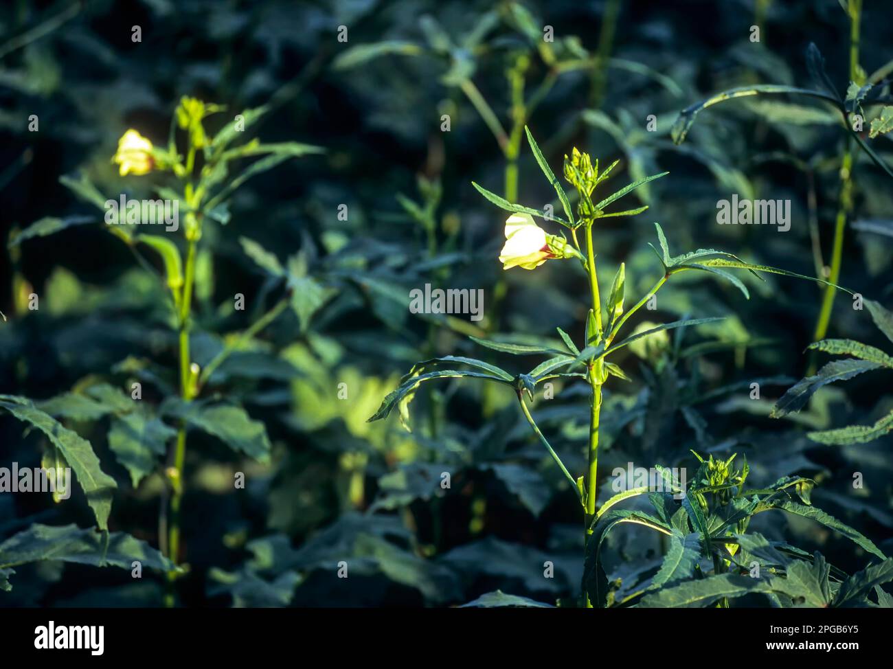 Bhindi Ladies Fingers Okra (Abelmoschus esculentus) on Plant (Hibiscus