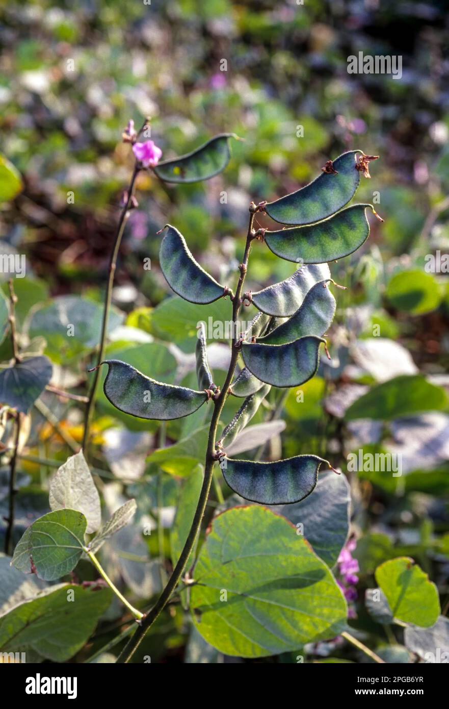 Lablab bean sabre bean in the field (Lablab purpureus linn) Tamil Nadu, South India, India, Asia