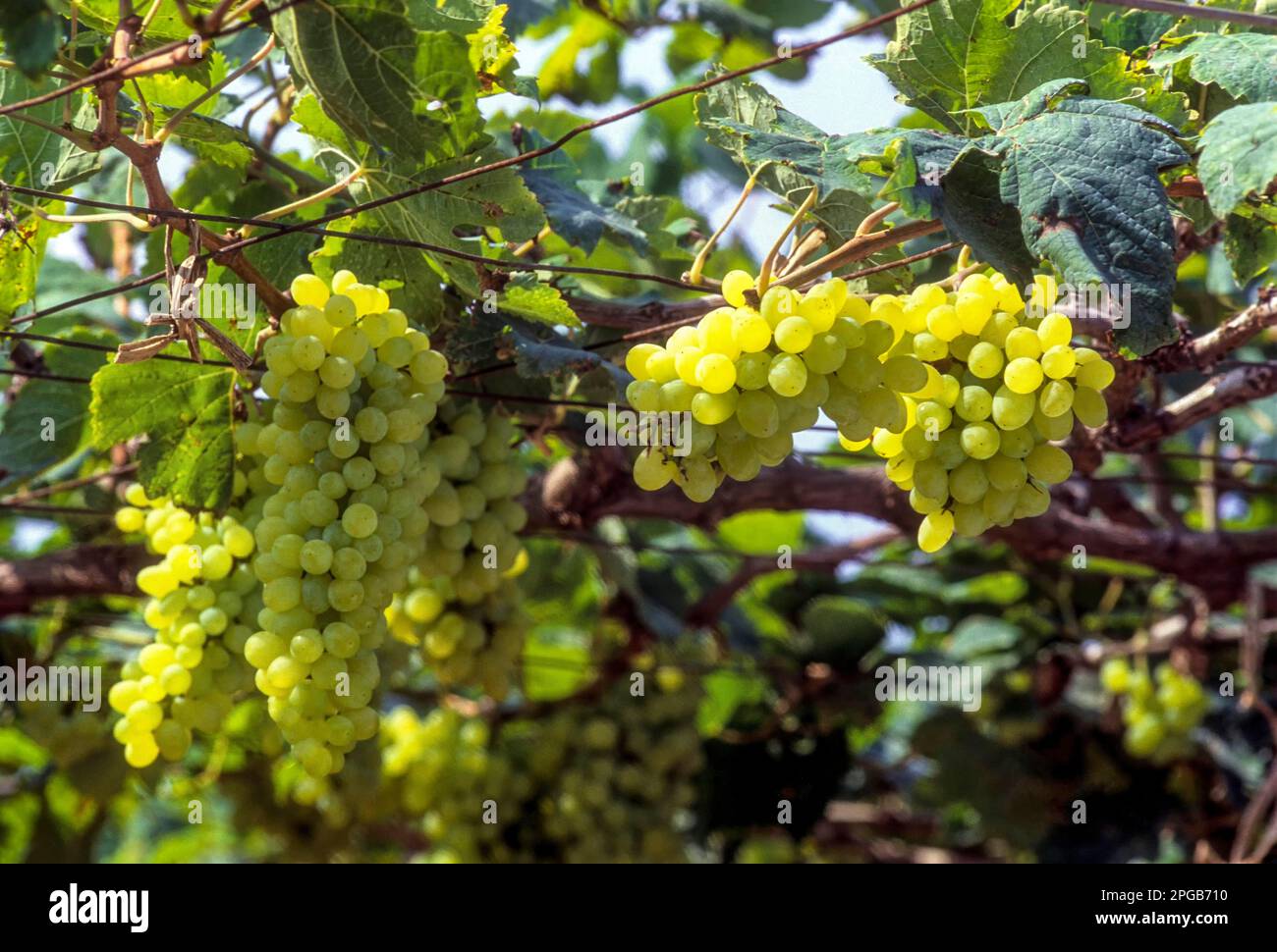 Thomson seedless Grapes growing in field, Tamil Nadu, South India