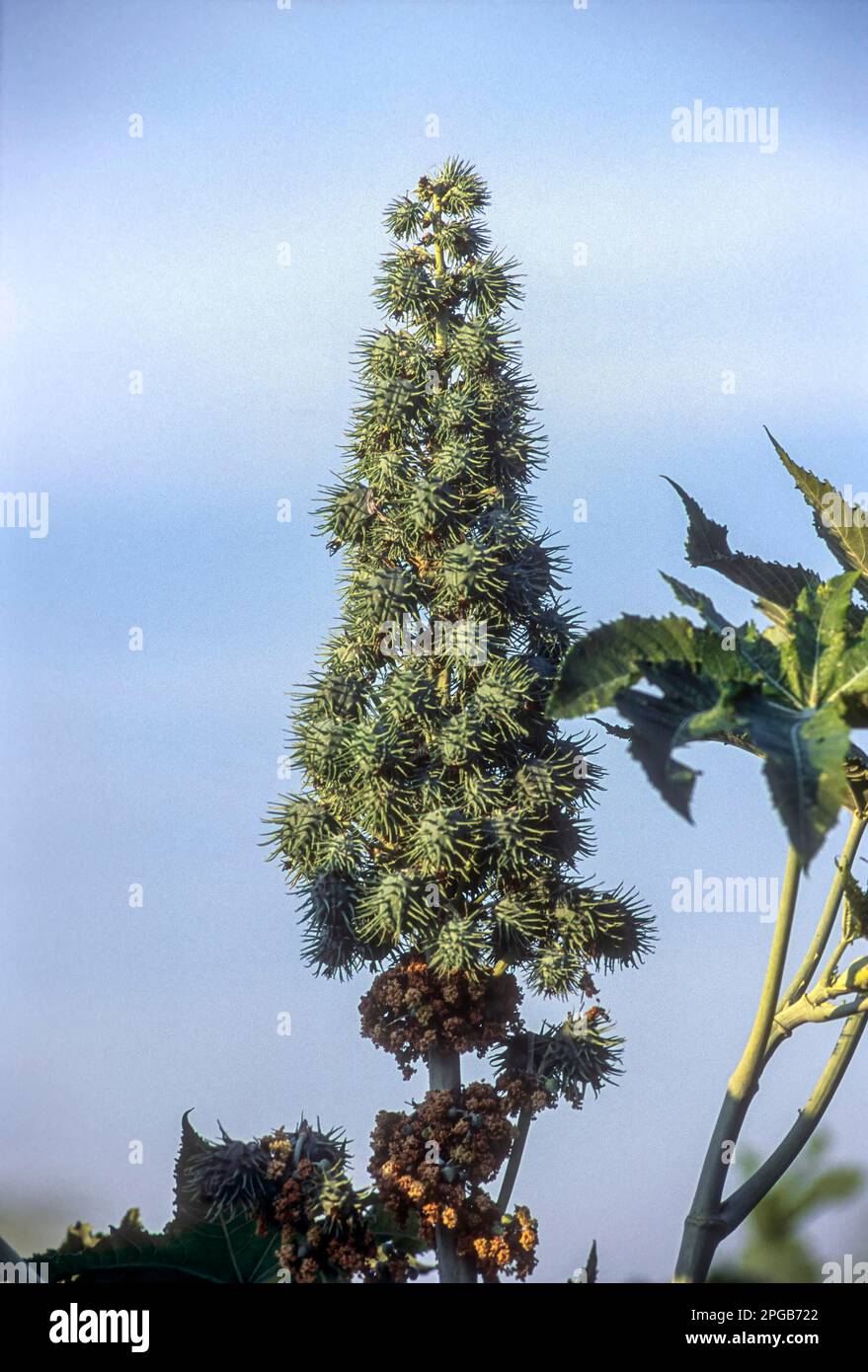 Castor (Ricinus communis) Plant Tamil Nadu, South India, India, Asia