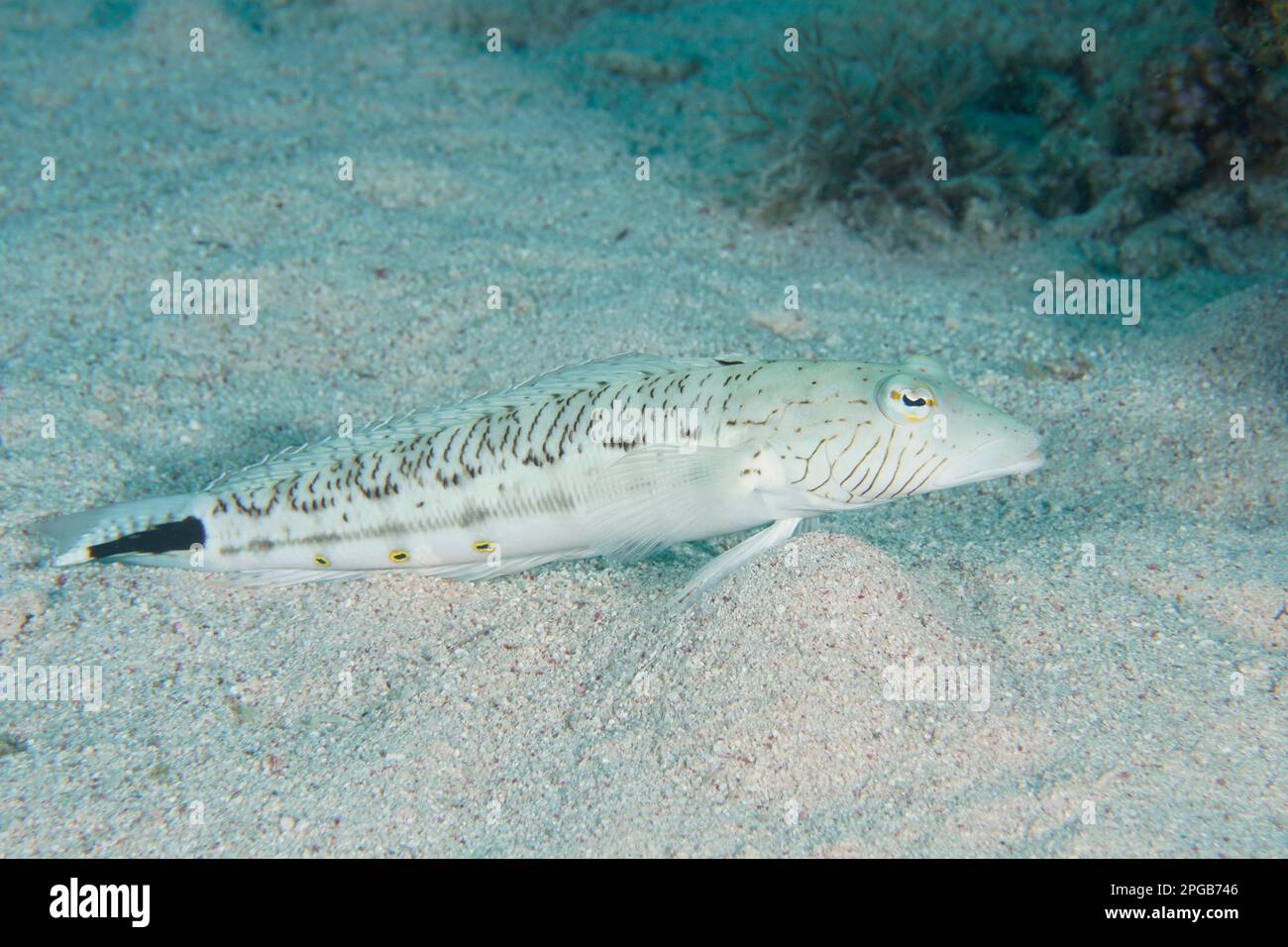 Speckled sandperch (Parapercis hexophthalma), Dive site House reef Mangrove Bay, El Quesir, Egypt, Red Sea Stock Photo