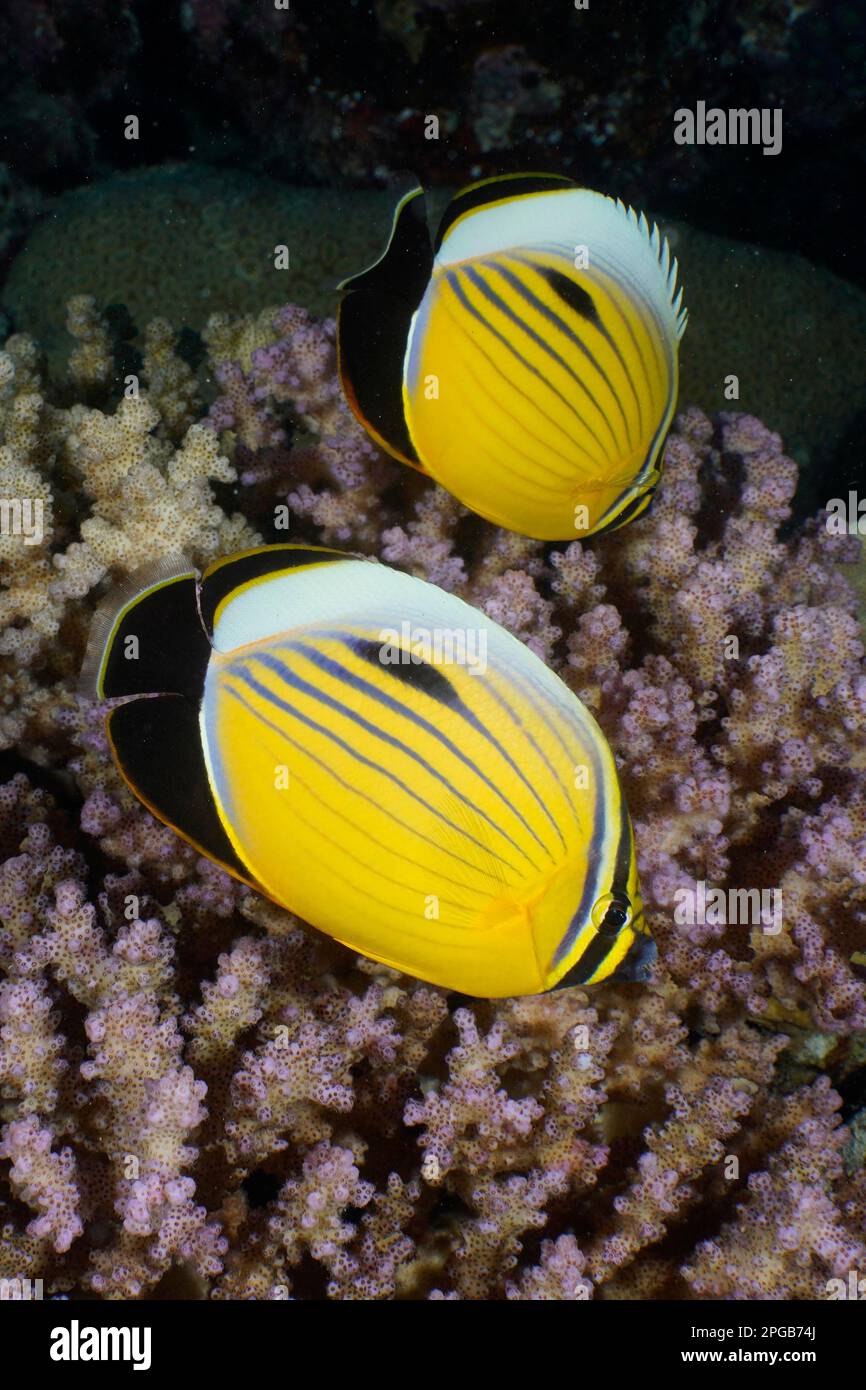 Two Red Sea ribbed butterflyfish (Chaetodon austriacus) on a coral, Raspberry coral (Pocillopora damicornis) Dive site House Reef Mangrove Bay, El Stock Photo