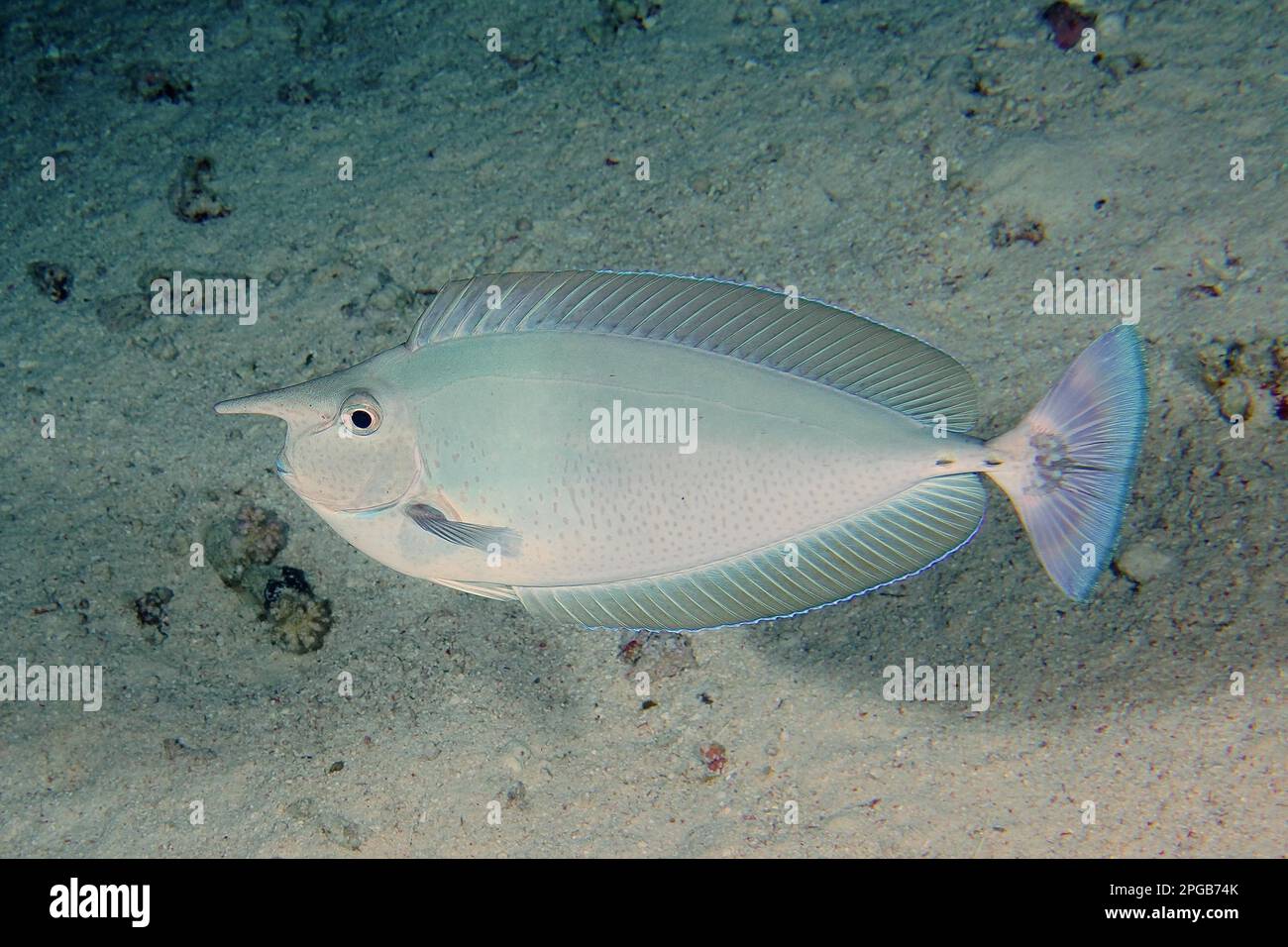 Short-nosed unicornfish (Naso brevirostris), St. Johns dive site, Red Sea, Egypt Stock Photo