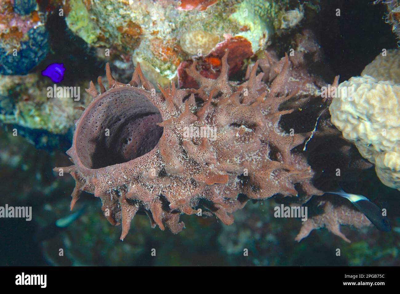 Spiny tube sponge (Callyspongia crassa), Dive site House Reef Mangrove Bay, El Quesir, Egypt, Red Sea Stock Photo