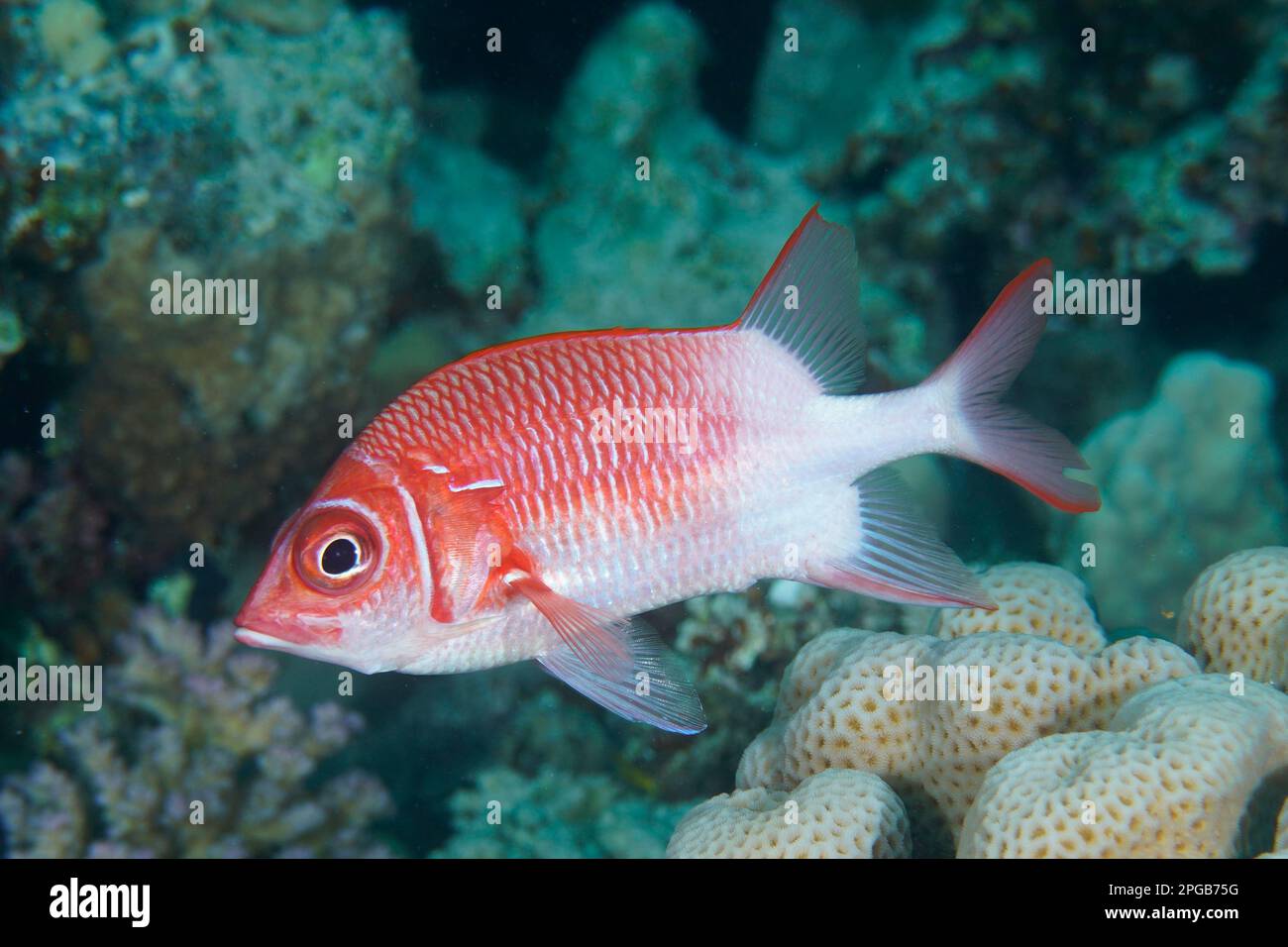 Silverspot squirrelfish (Sargocentron caudimaculatum), Dive site House reef Mangrove Bay, El Quesir, Egypt, Red Sea Stock Photo