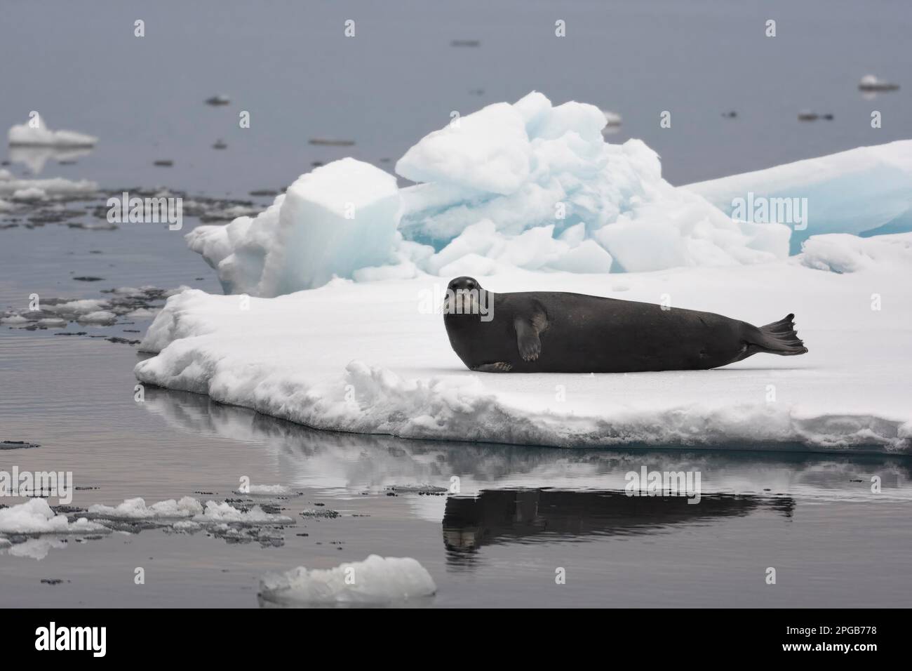 Bearded seal (Erignathus barbatus) on an ice floe in pack ice with water reflection, Spitsbergen, Svalbard Archipelago Stock Photo