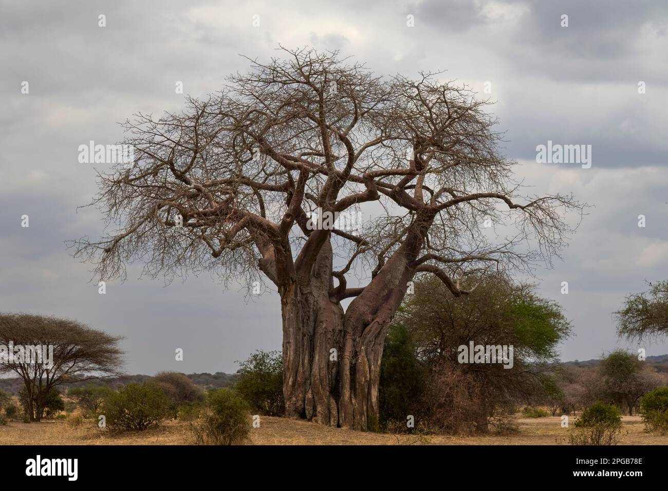 African baobab (Adansonia digitata), also known as Baobab tree, Tarangire National Park, Tanzania, East Africa Stock Photo