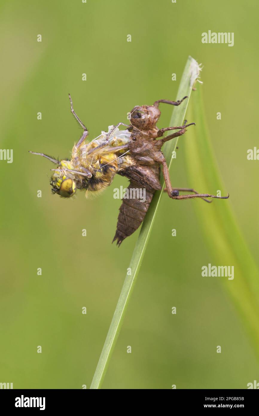 Four-spotted Chaser (Libellula quadrimaculata) adult, emerging from exuvia, Leicestershire, England, United Kingdom Stock Photo