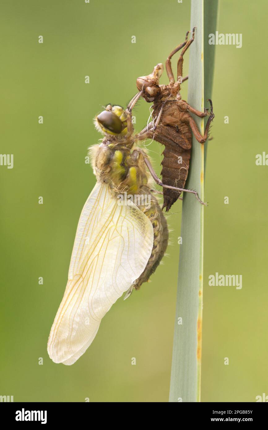 Four-spotted Chaser (Libellula quadrimaculata) adult, newly emerged, resting beside exuvia on reed leaf, Leicestershire, England, United Kingdom Stock Photo