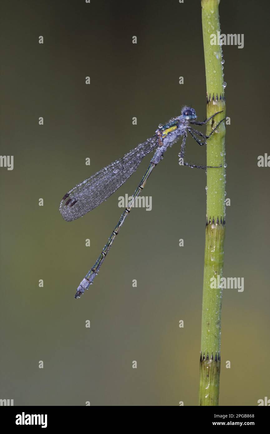 Emerald Damselfly (Lestes sponsa) adult male, resting on dew covered ...