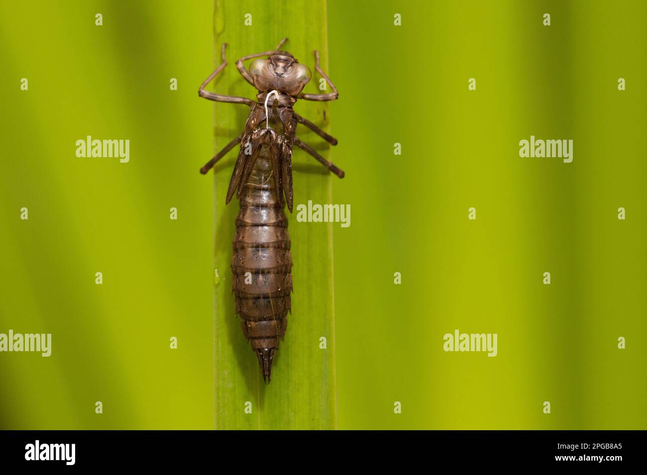 Norfolk Insects Southern hawkers (Aeshna cyanea), Other animals, Insects, Dragonflies ...