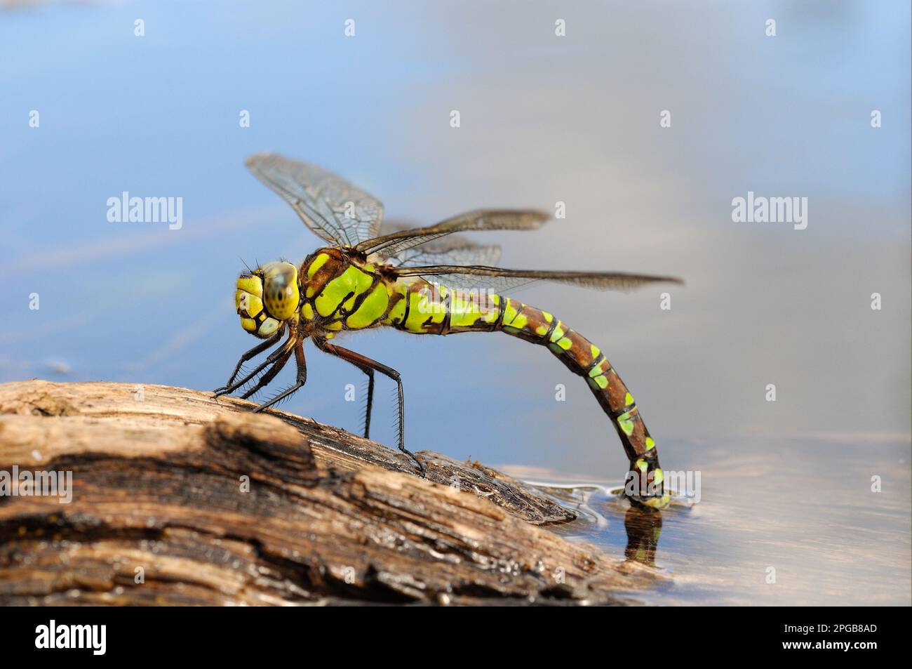 Hawker Insect Southern hawkers (Aeshna cyanea), Other animals, Insects, Dragonflies ...