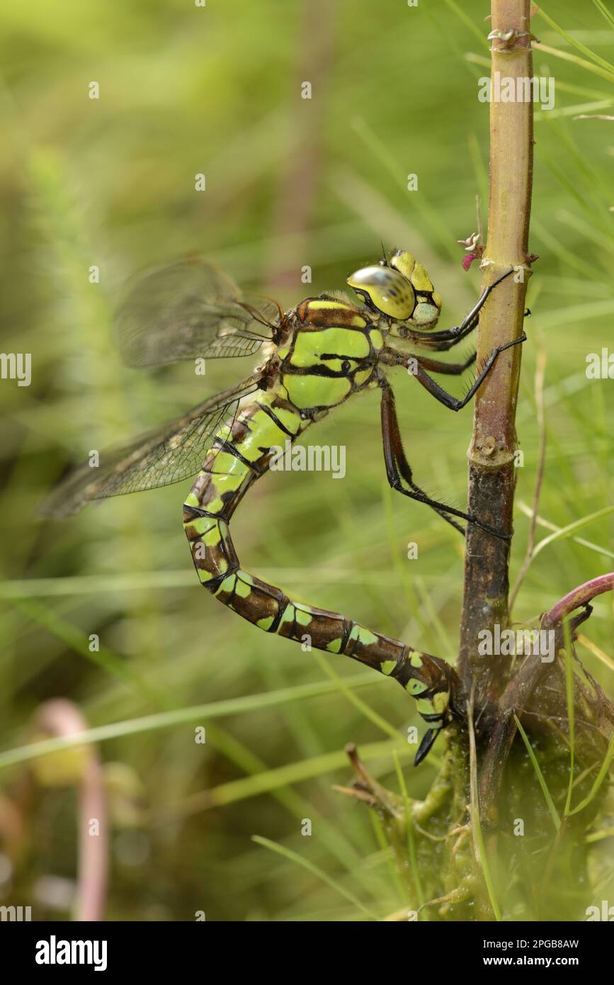 Southern southern hawker (Aeshna cyanea) adult female, laying eggs in the stem of water mint (Mentha aquatica), Oxfordshire, England, United Kingdom Stock Photo