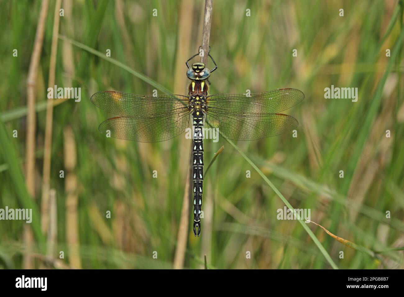 Hairy dragonfly (Brachytron pratense), Early reed hunters, Other animals, Insects, Dragonflies, Animals, Hairy Dragonfly adult male, resting on stem Stock Photo