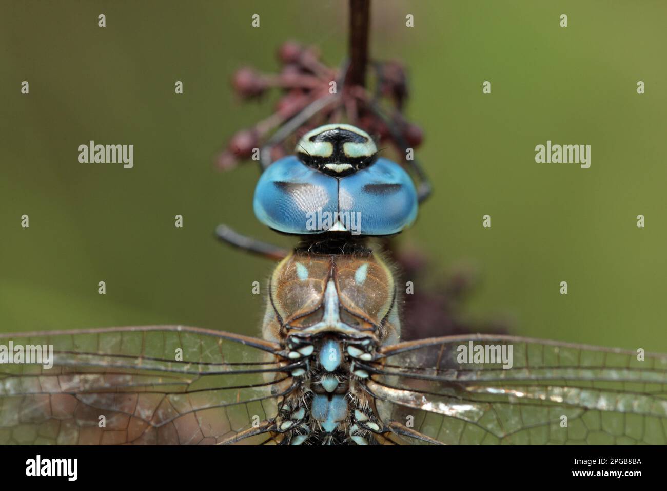 Blue-eyed hawker, Southern mosaic damselfly, Other animals, Insects, Dragonflies, Animals, Southern Migrant Hawker (Aeshna affinis) adult male Stock Photo