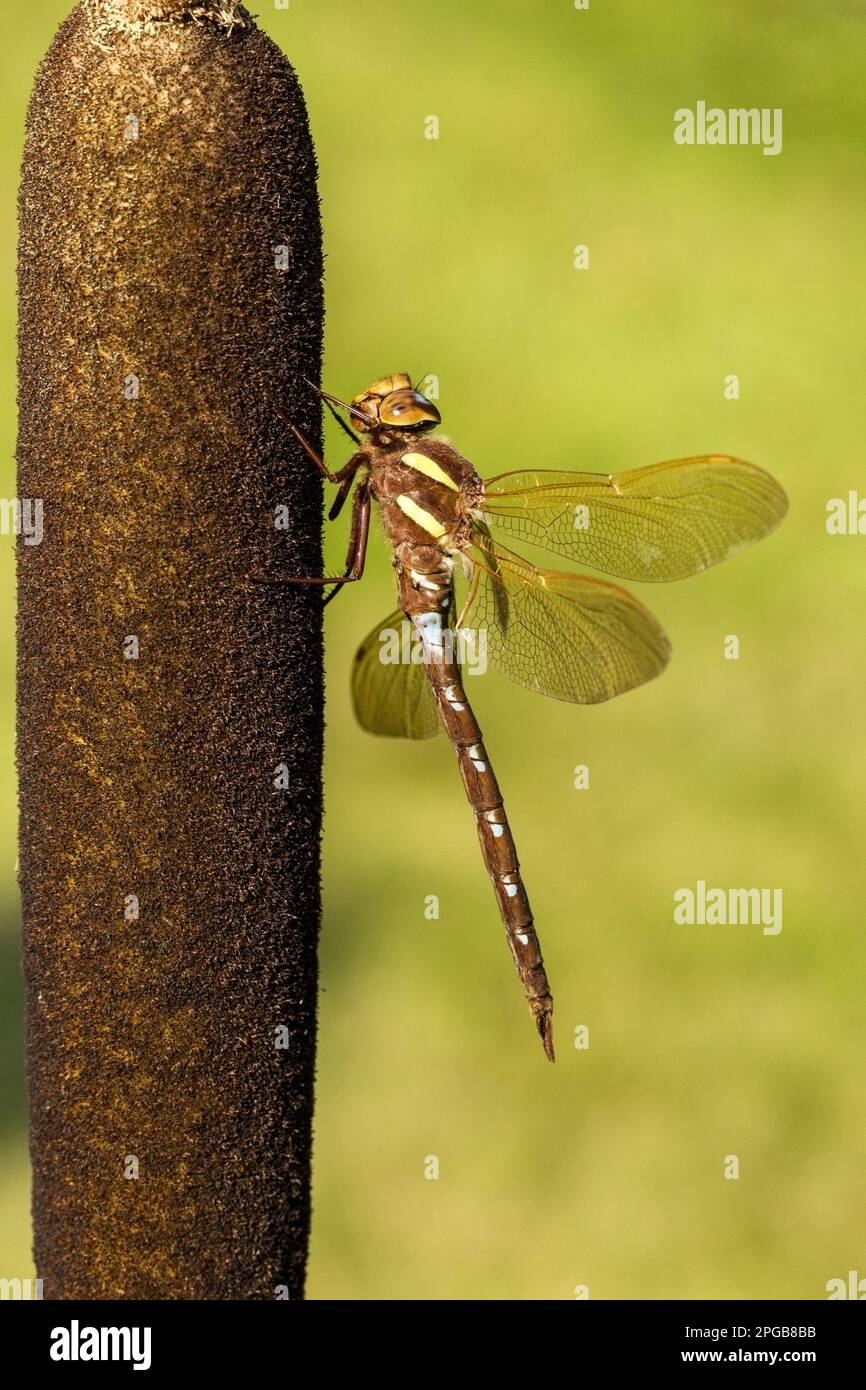 Hawker Insect Brown hawker (Aeshna grandis), Brown damselflies, Other animals ...