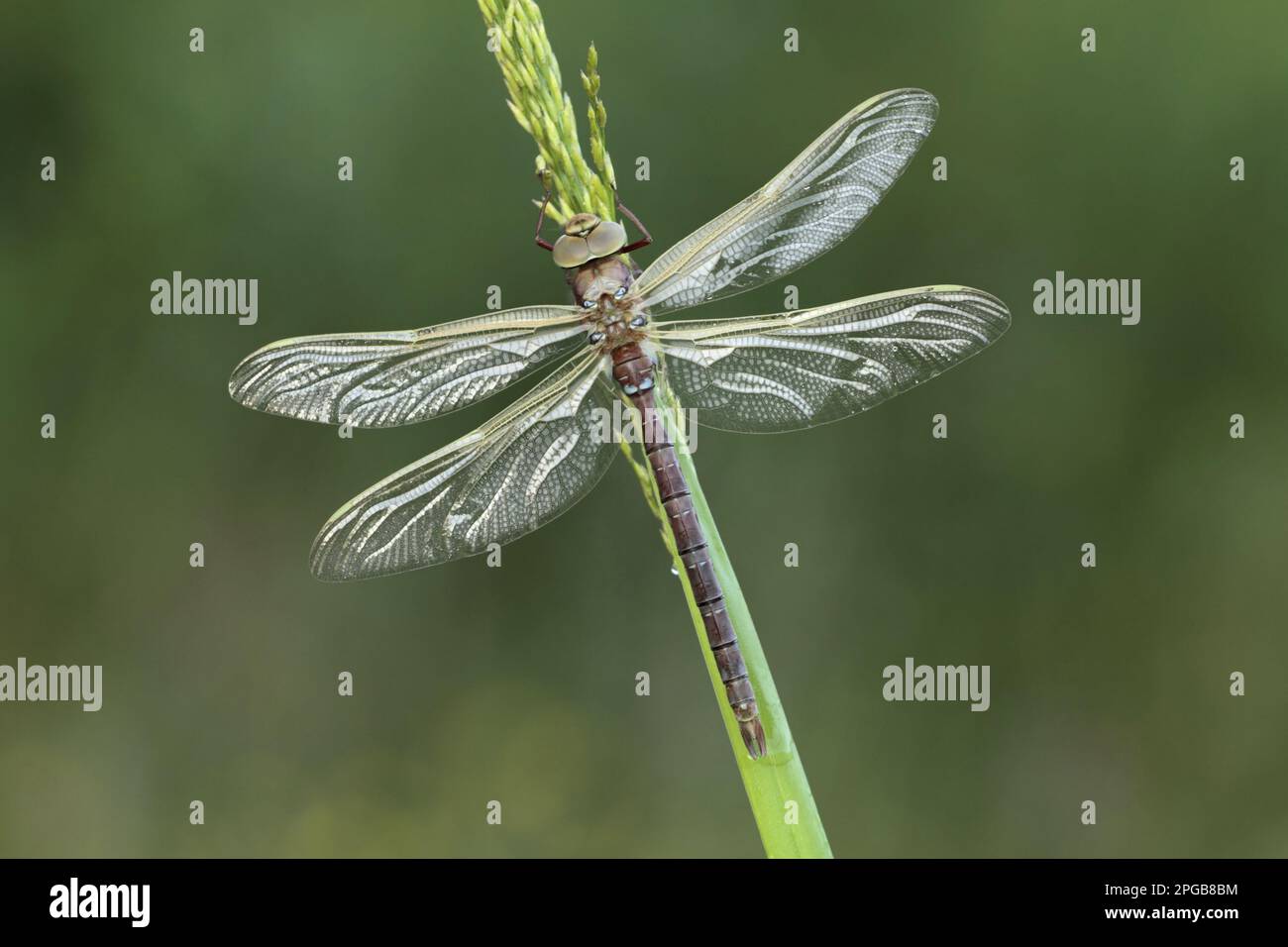 Hawker Insect Brown hawker (Aeshna grandis), Brown mosaic dragonflies, Other animals ...