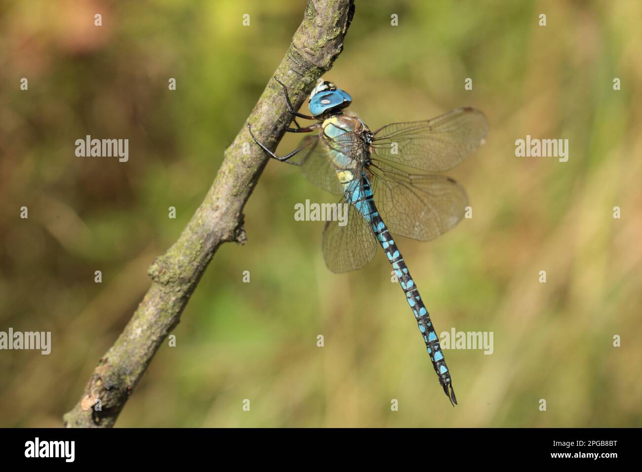 Blue-eyed hawker, Southern mosaic damselfly, Other animals, Insects, Dragonflies, Animals, Southern Migrant Hawker (Aeshna affinis) adult male Stock Photo