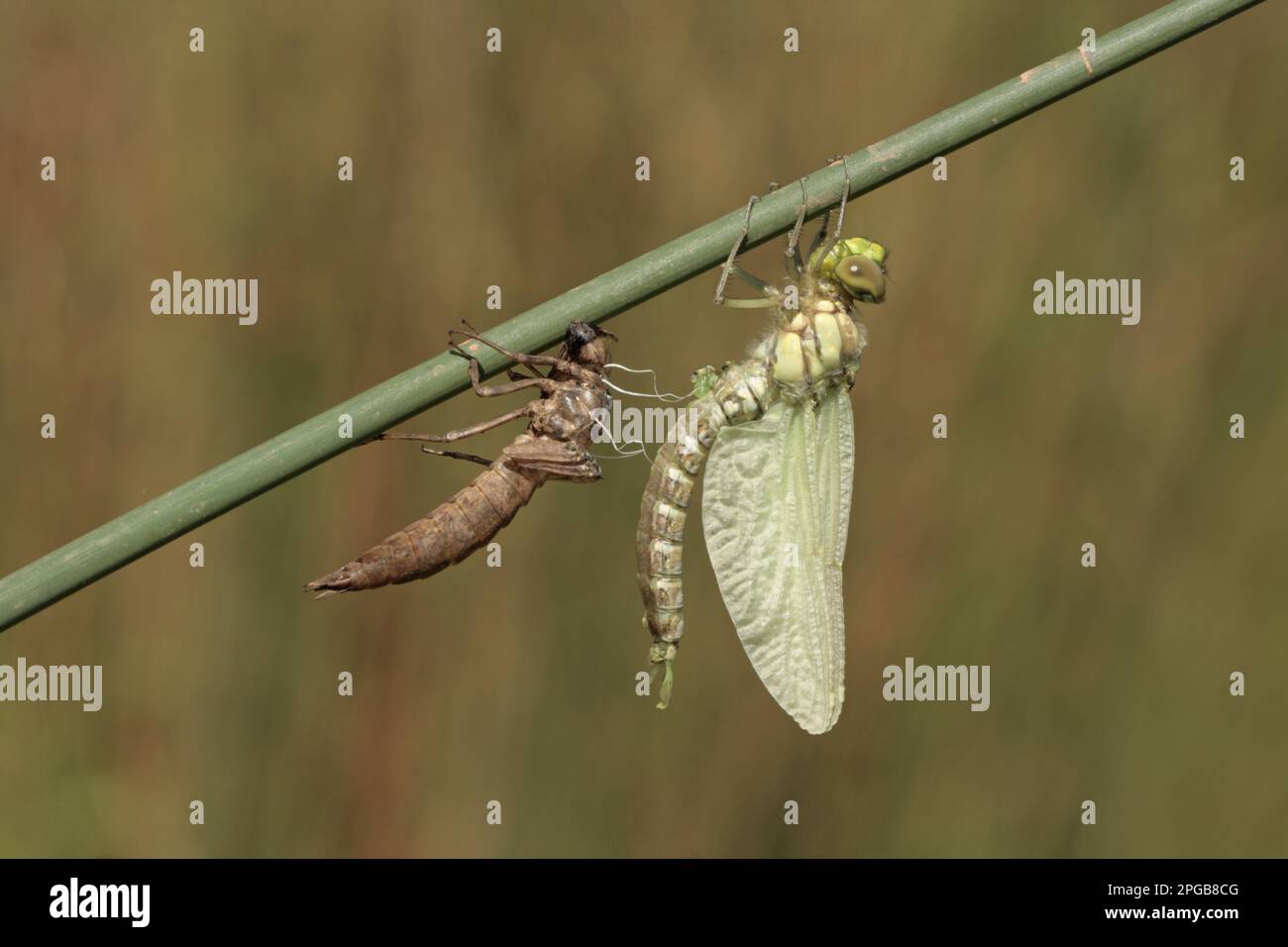 Hawker Insect Southern hawkers (Aeshna cyanea), Blue-green mosaic dragonflies, Other ...