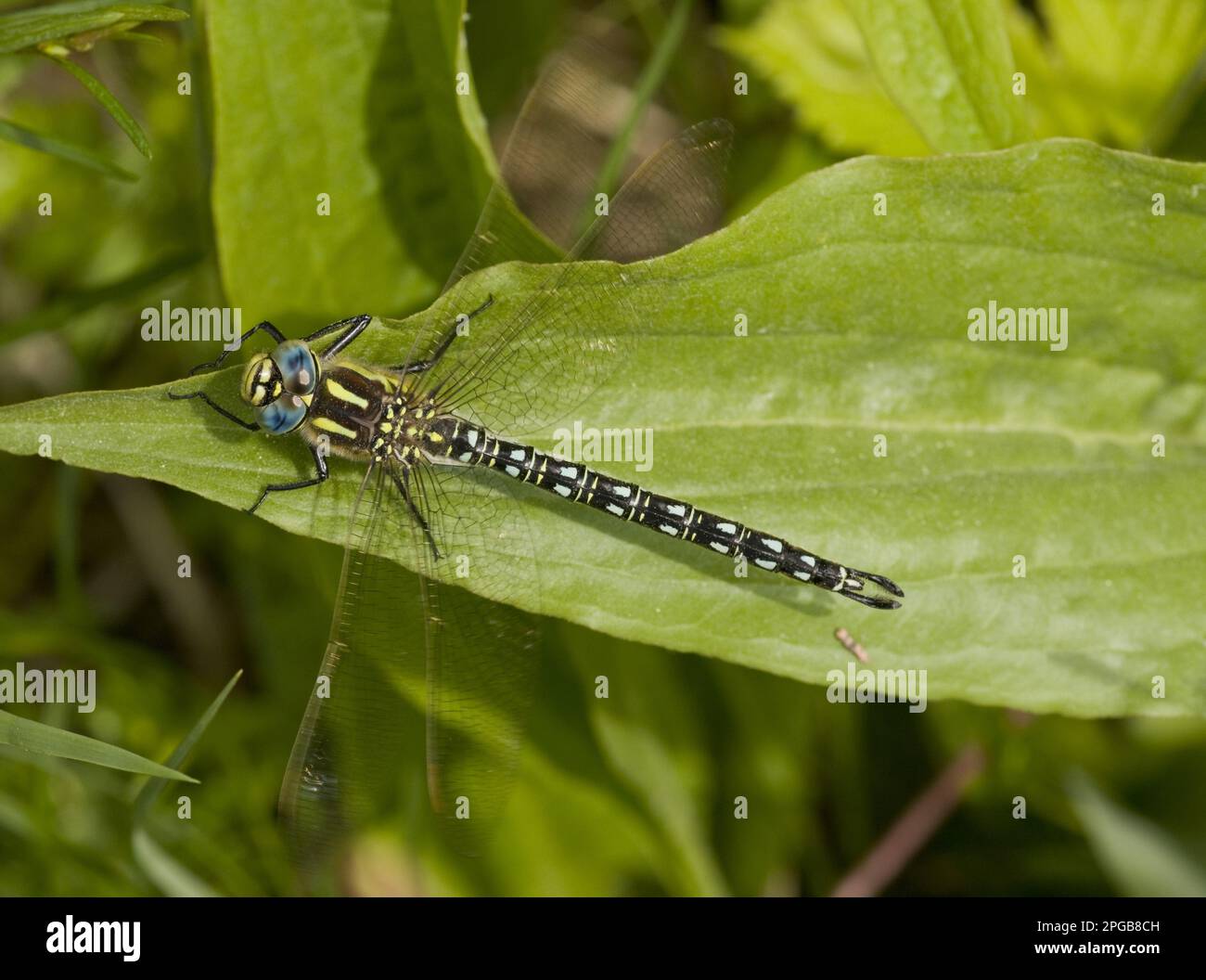 Hairy dragonfly (Brachytron pratense), Early reed hunters, Other animals, Insects, Dragonflies, Animals, Hairy Dragonfly adult male, resting on Stock Photo