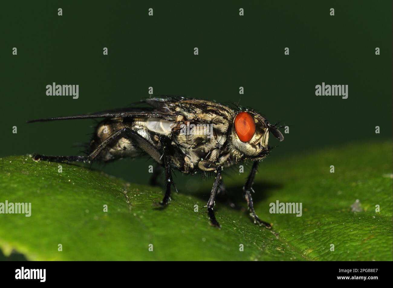 Grey flesh fly, Grey flesh flies (Sarcophaga carnaria), Other animals, Insects, Animals, Flesh fly adult, resting on Oxfordshire, England, United Stock Photo