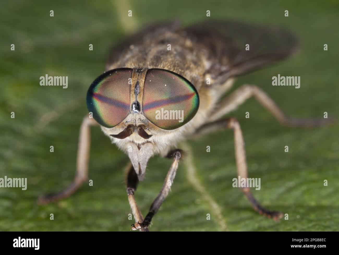 Common gadfly, bandeyed brown horsefly (Tabanus bromius), gadfly