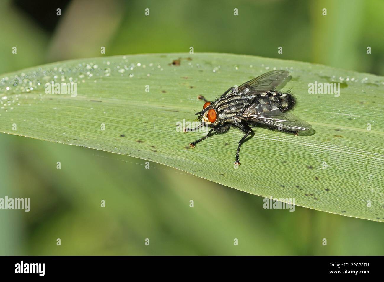 Grey flesh fly, Grey flesh flies (Sarcophaga carnaria), Other animals, Insects, Animals, Flesh fly adult, resting on Norfolk, England, United Kingdom Stock Photo