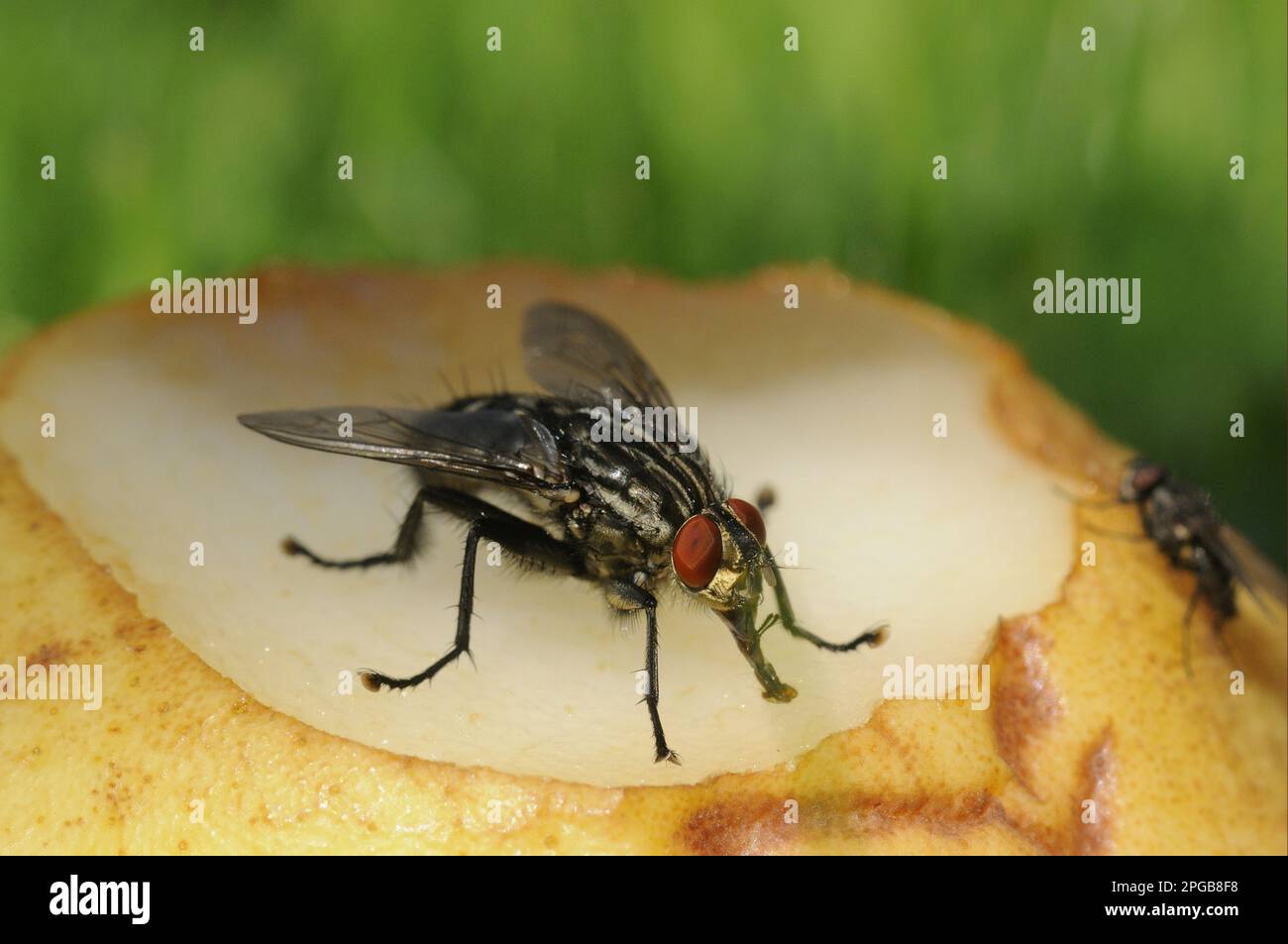 Grey flesh fly, Grey flesh flies (Sarcophaga carnaria), Other animals, Insects, Animals, Flesh fly adult, feeding on rotten fruit, Oxfordshire Stock Photo