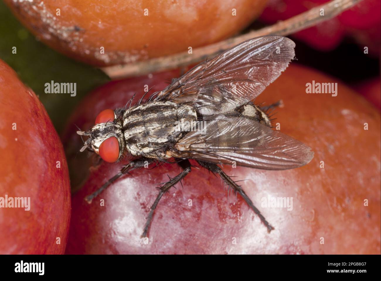 Grey flesh fly, Grey flesh flies (Sarcophaga carnaria), Other animals, Insects, Animals, Flesh fly adult, feeding on fallen fruit, Dorset, England Stock Photo