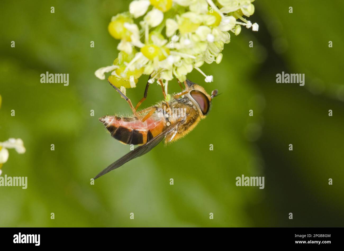 Spring hoverfly (Epistrophe eligans), adult female, feeding on flowers, Norfolk, England, United Kingdom Stock Photo
