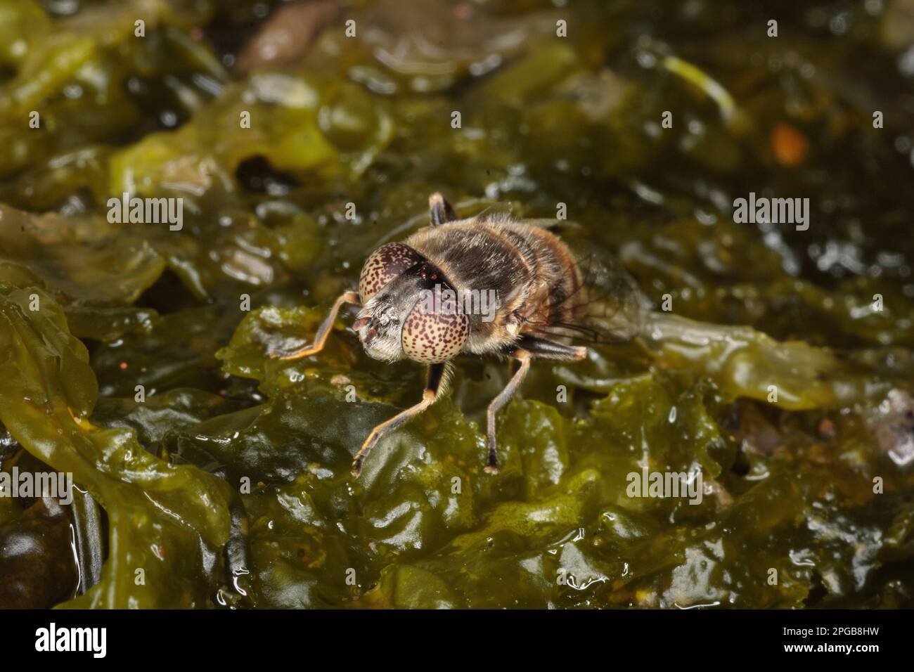 Lathyrophthalmus aeneus, Shiny lazy mud fly, Shiny lazy mud fly, Other