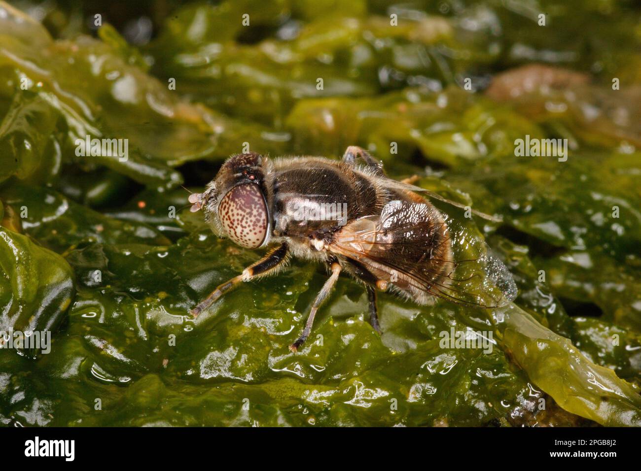 Lathyrophthalmus aeneus, Shiny lazy mud fly, Shiny lazy mud fly, Other