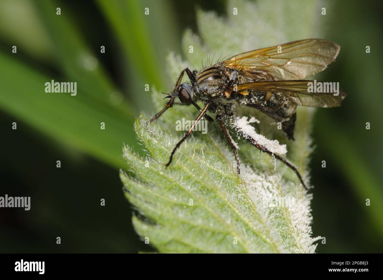 Adult empis tessellatav (Empis tessellata) that has fallen victim to a pathogenic fungus (Entomophthora muscae) that invades the brain and causes it Stock Photo