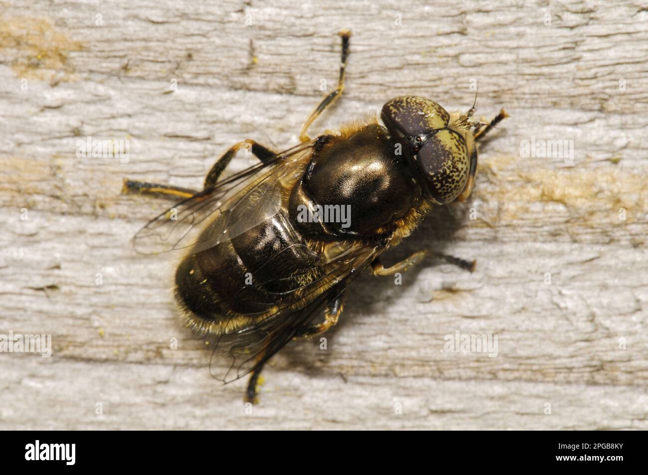 Lathyrophthalmus aeneus, Shiny lazy mud fly, Shiny lazy mud fly, Other