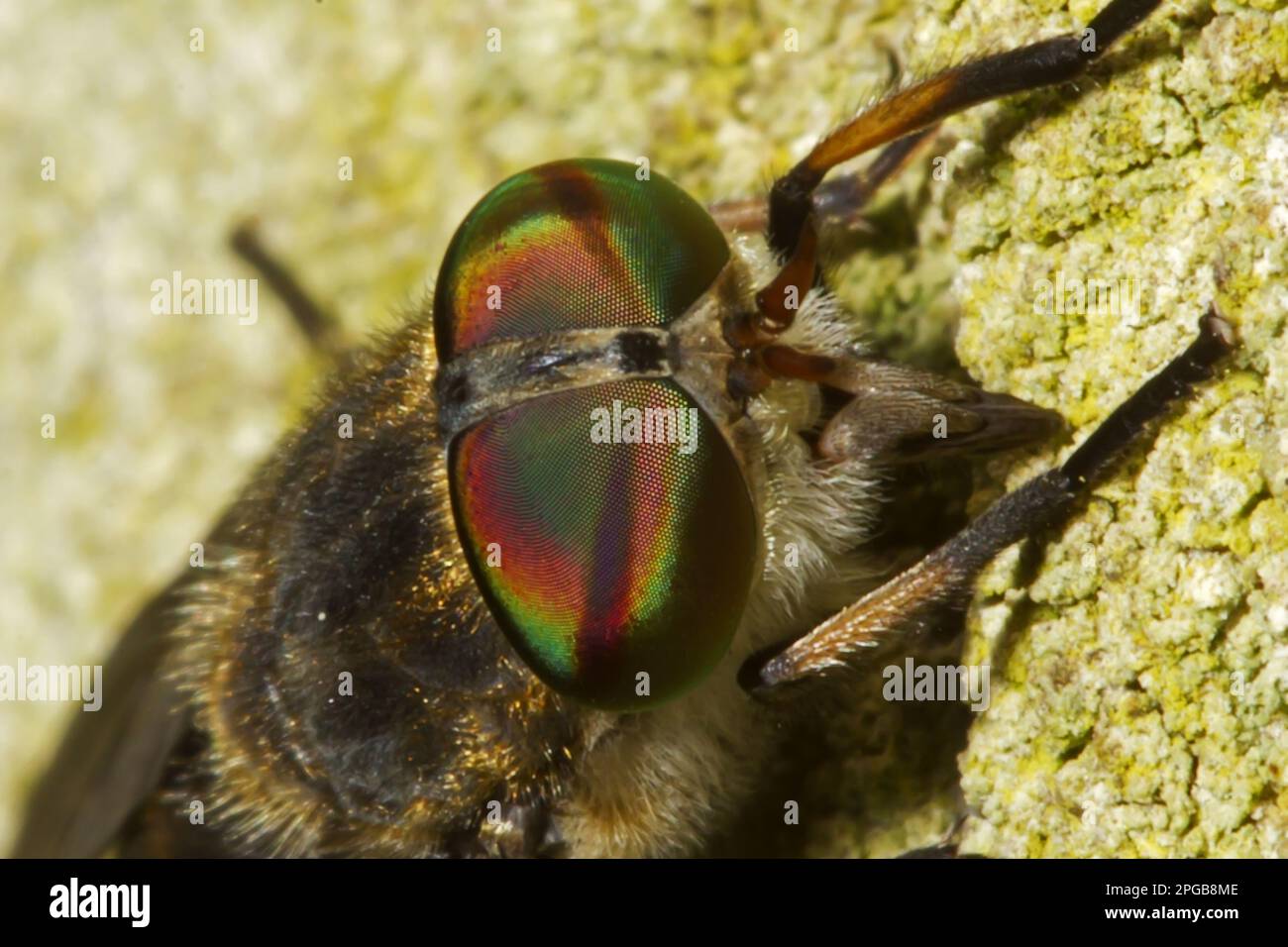 Horsefly, large marsh horsefly (Tabanus autumnalis), Horseflies, Other