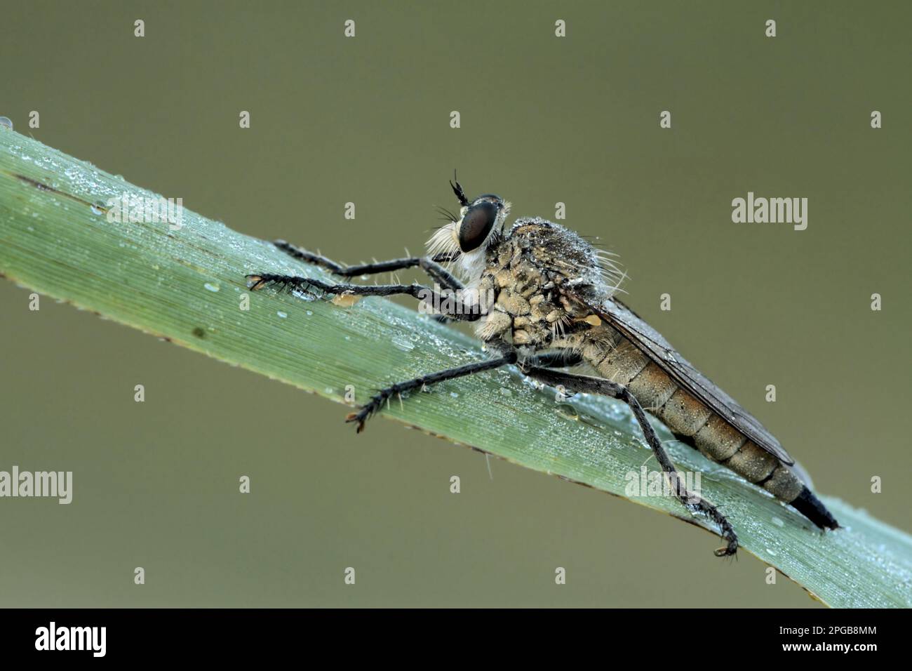 Sand Robber Flies Hi res Stock Photography And Images Alamy