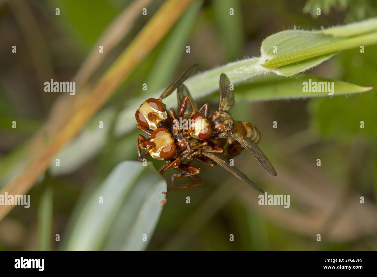 Common broad-headed blowfly, Common broad-headed blowfly, Common broad ...